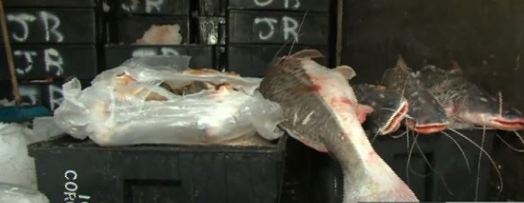 "Pescadazo" en Malvinas Argentinas: Venden a $100 el kilo | Información General