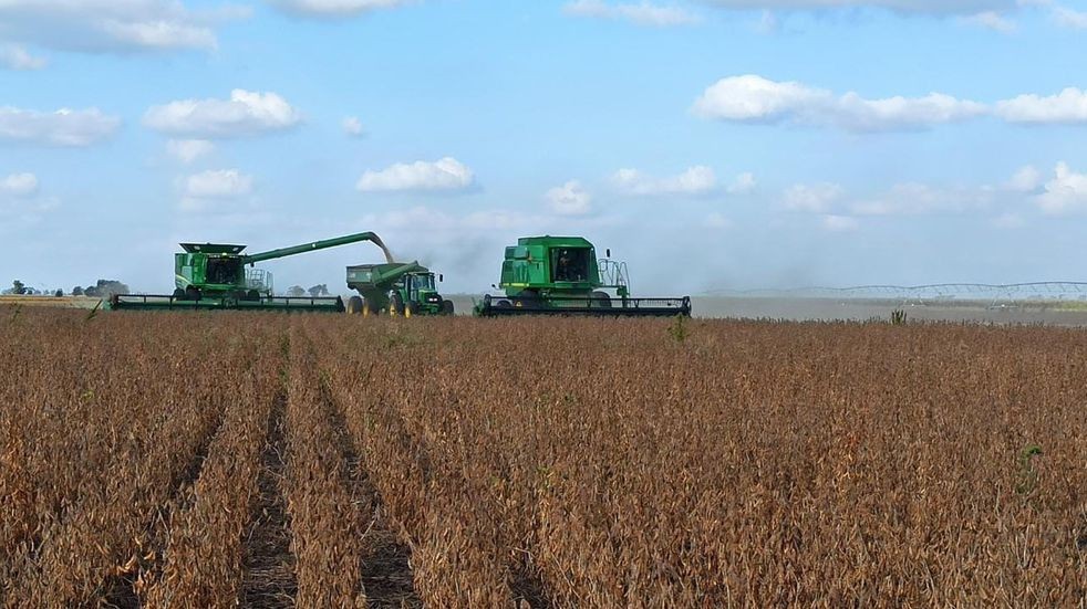El precio de la soja del último mes de junio fue el más alto en ocho años | Economía y negocios