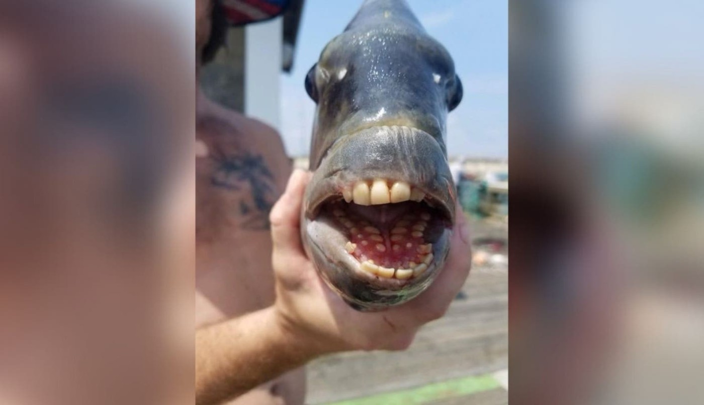 Capturaron misterioso pez con dientes "humanos" | Tecnología