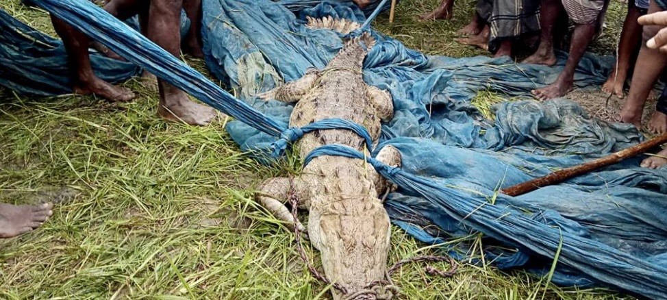 Atraparon un cocodrilo: más tarde descubrieron que es de una especie que se creía extinta | Tecnología