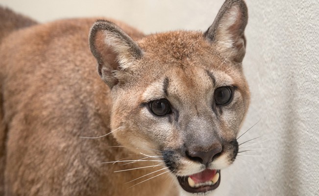 Rescatan a un puma salvaje de un apartamento en Nueva York | Tecnología