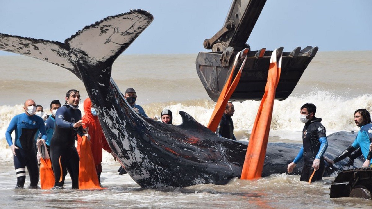 Video: el conmovedor rescate de dos ballenas en el Partido de la Costa | Tecnología