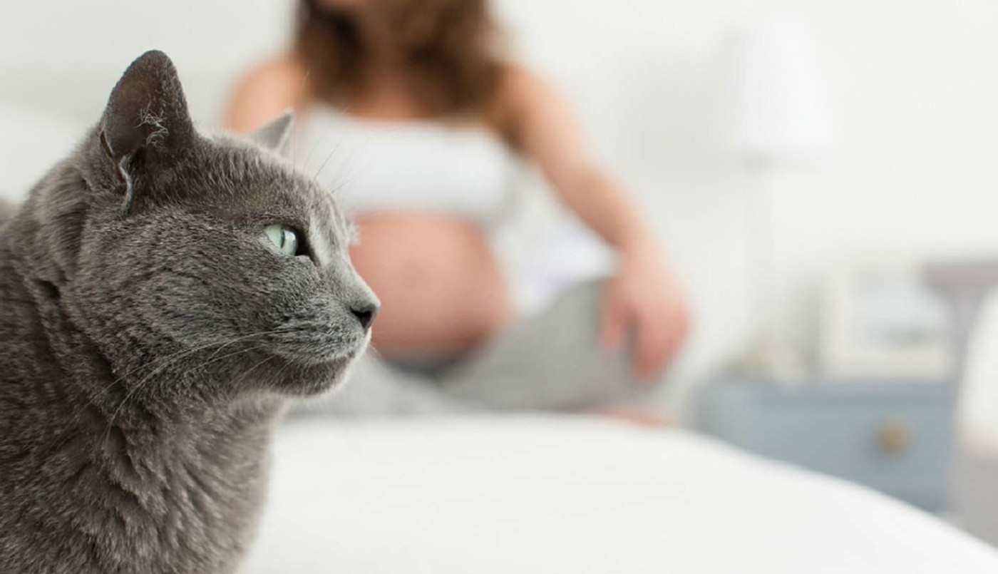 Un grupo de investigadores avanza en el desarrollo de una vacuna contra la toxoplasmosis | Tecnología