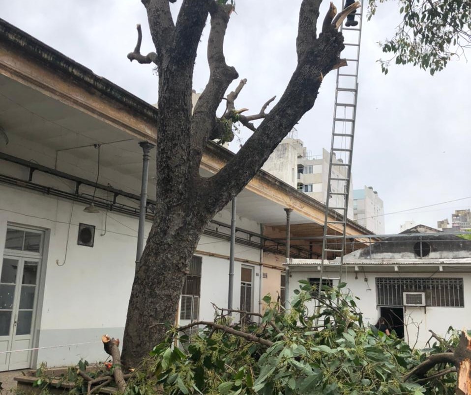 Denuncian que están sacando un árbol de 200 del Hospital Provincial | Rosario y la región