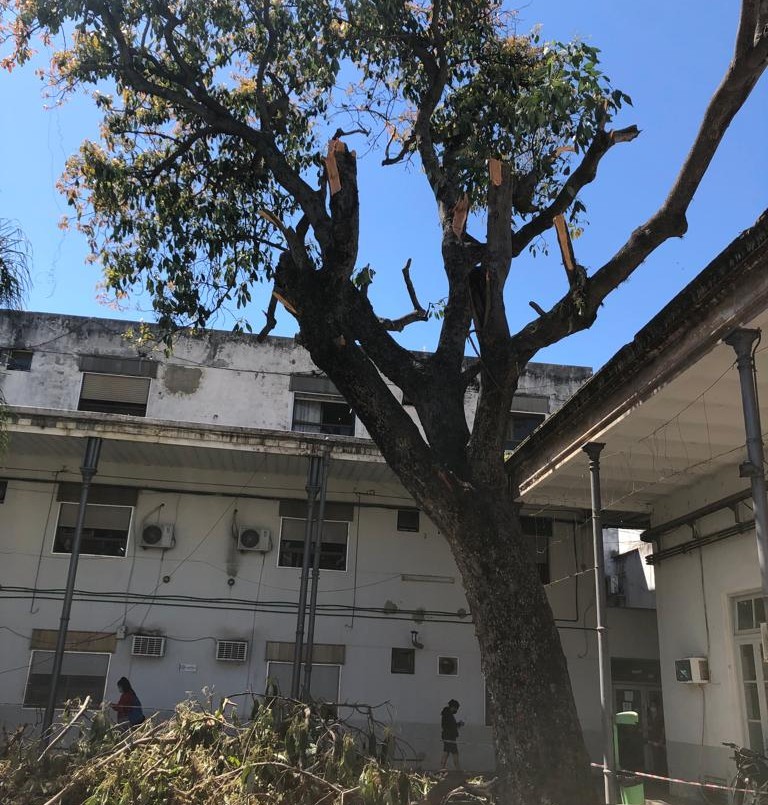 Médicos repudiaron la tala de un árbol centenario del Hospital Provincial | Rosario y la región