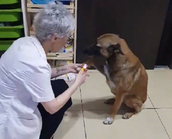 Comprueban en perros y gatos el aumento de la resistencia de bacterias a los antibióticos | Información General