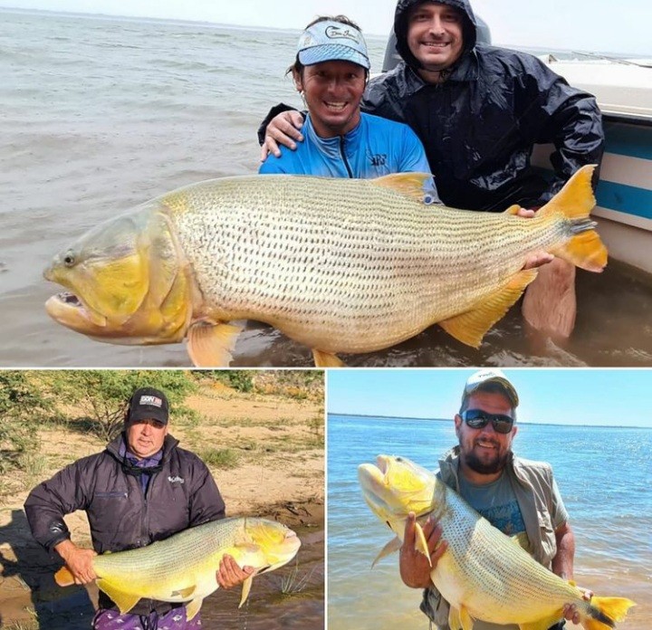Sorpresa en Corrientes: un dorado fue pescado y devuelto al Paraná cinco veces | Información General