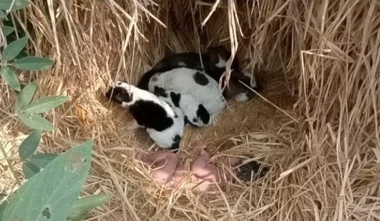Abandonaron a una recién nacida en un campo: sobrevivió gracias al calor de cachorritos | Tecnología