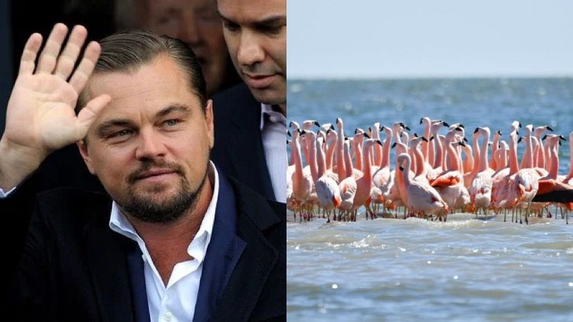 El posteo de Leonardo DiCaprio felicitando a Córdoba por proteger la laguna de Mar Chiquita | Tecnología