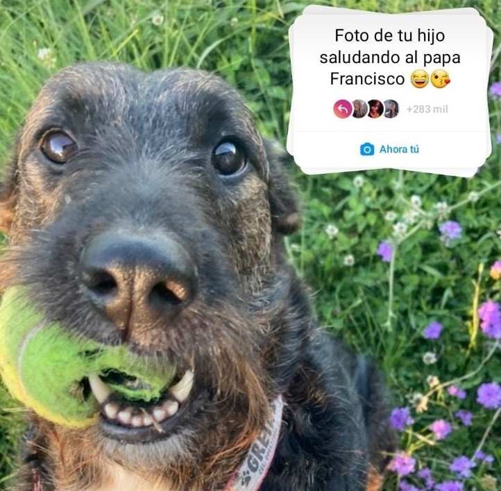 Tras los dichos del Papa Francisco se viralizó la consigna "Foto de tu hijo saludando al Papa" | Tecnología