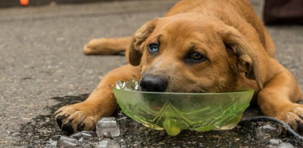 El cuidado de las mascotas: medidas de prevención para evitar golpes de calor | Información General
