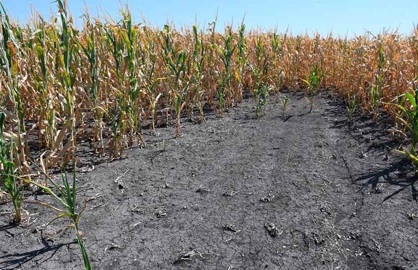 Santa Fe amplió el decreto de emergencia agropecuaria: Incorporó a producciones frutihotícolas | Información General