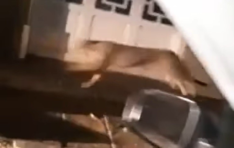 VIDEO: apareció un Puma en el centro de Coronel Dorrego | Tecnología