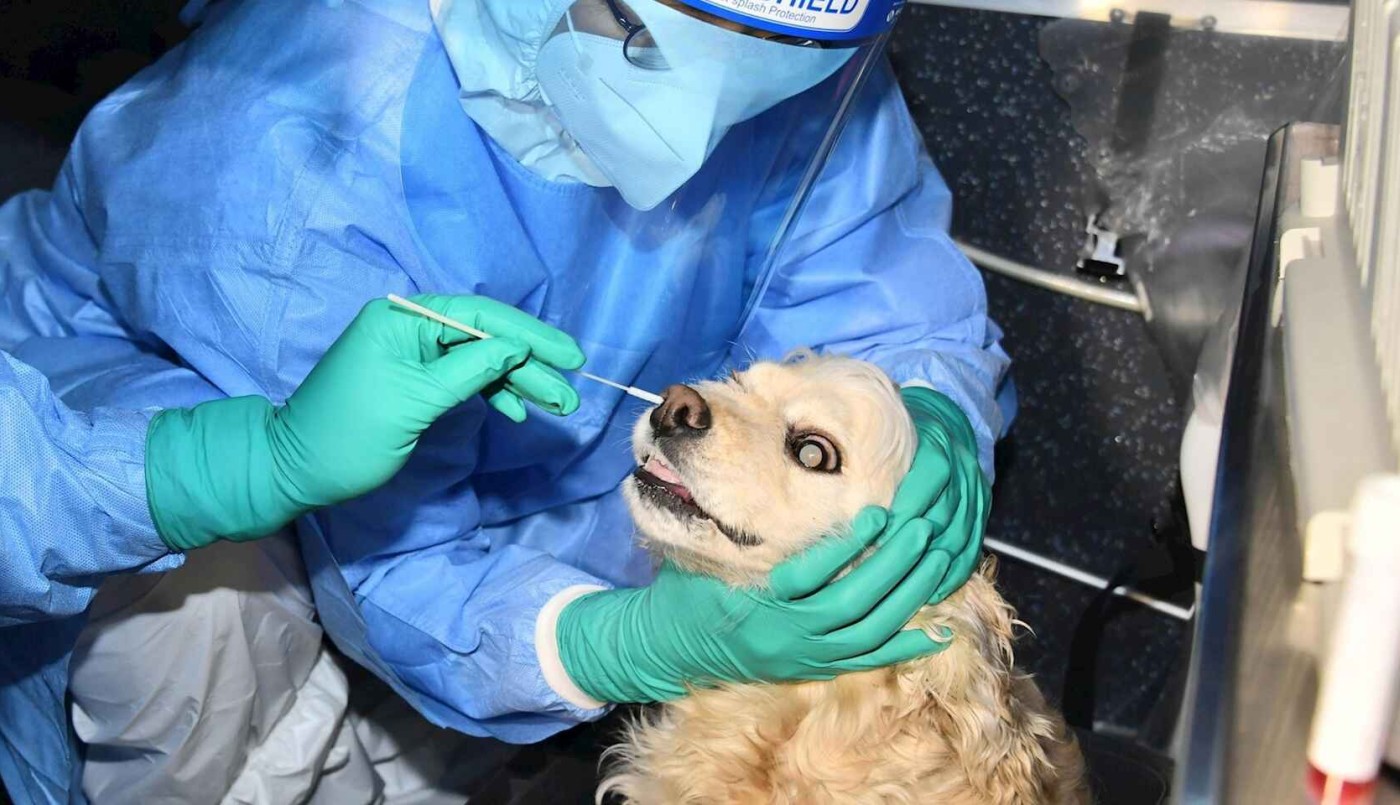 Investigadoras desarrollaron un test de coronavirus que también funciona en animales | Información General