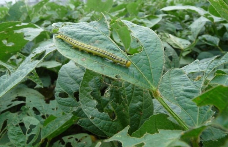 En el 60% de la región núcleo hay pérdidas de rindes de un 30% en soja de 1ra | Economía y negocios