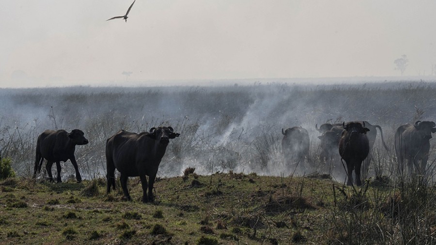 Una "red de veterinarios en catástrofes" ofrece su trabajo voluntario en los incendios de Corrientes | Información General