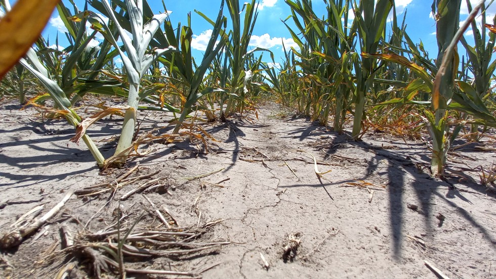 Otorgarán créditos a productores agropecuarios afectados por la sequía | Información General