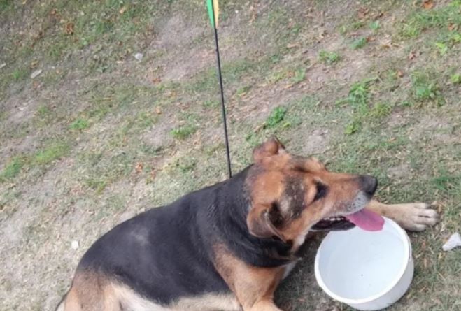 "Coco", el perro que sobrevivió a un flechazo en Los Hornos | Información General