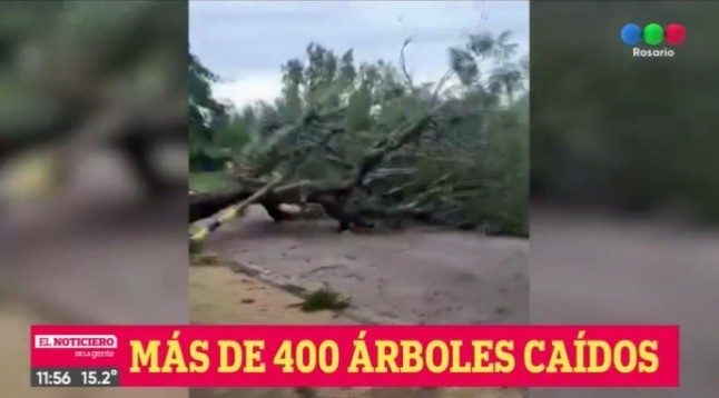 Gran cantidad de árboles caídos en la ciudad por las intensas ráfagas | Rosario y la región