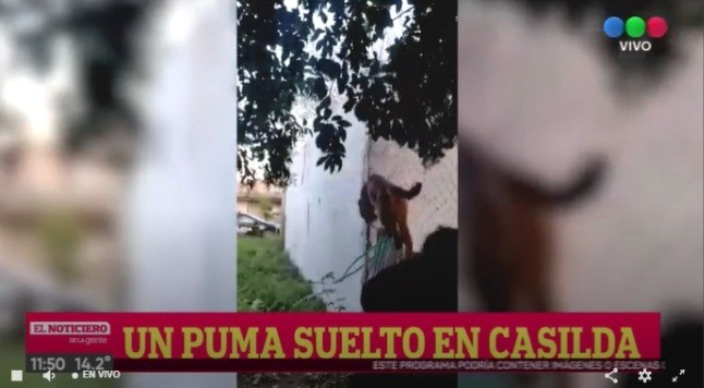 Rescataron a un puma que apareció en una casa en Casilda | Rosario y la región