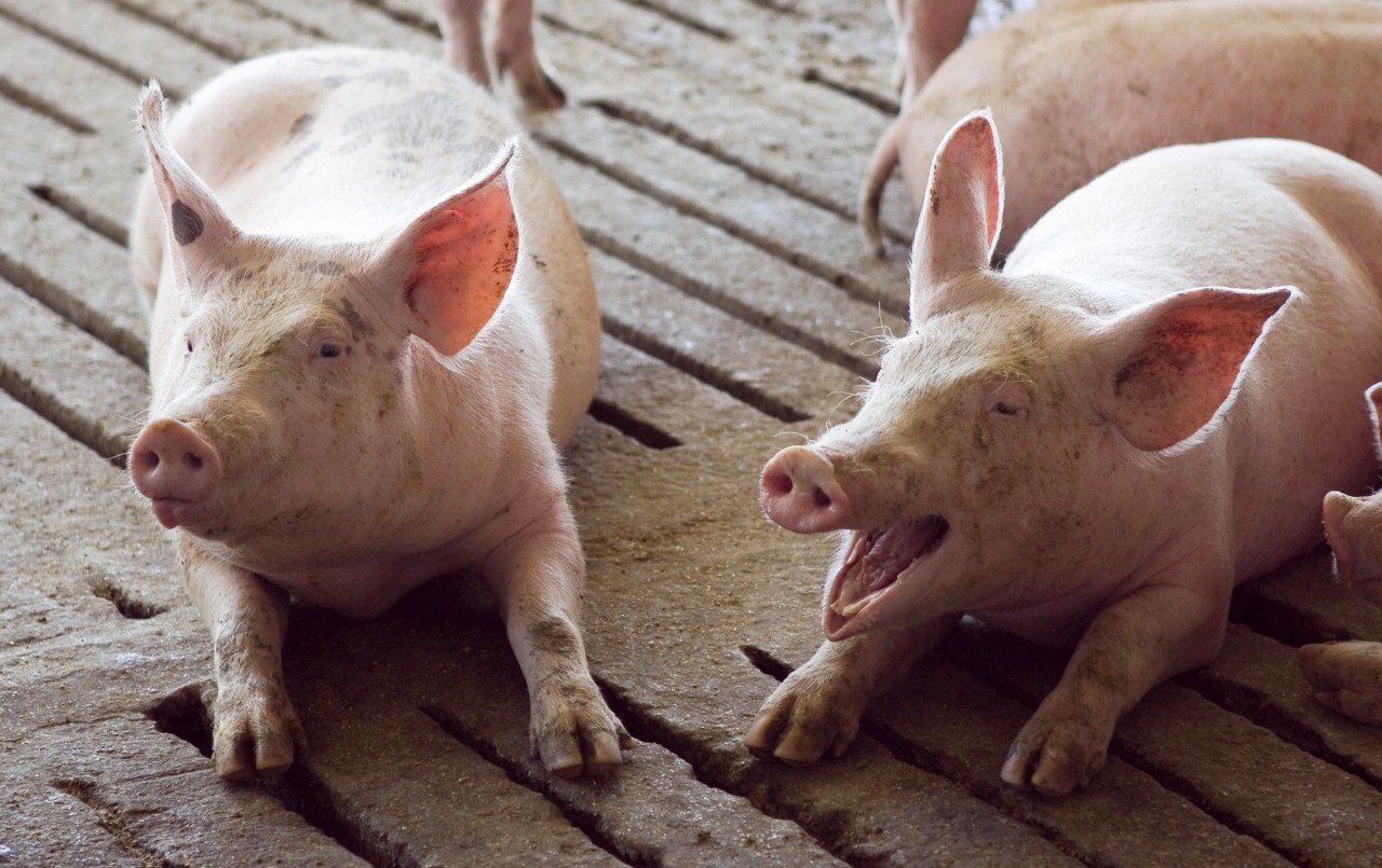 Alertan por la detección de casos de triquinosis | Información General