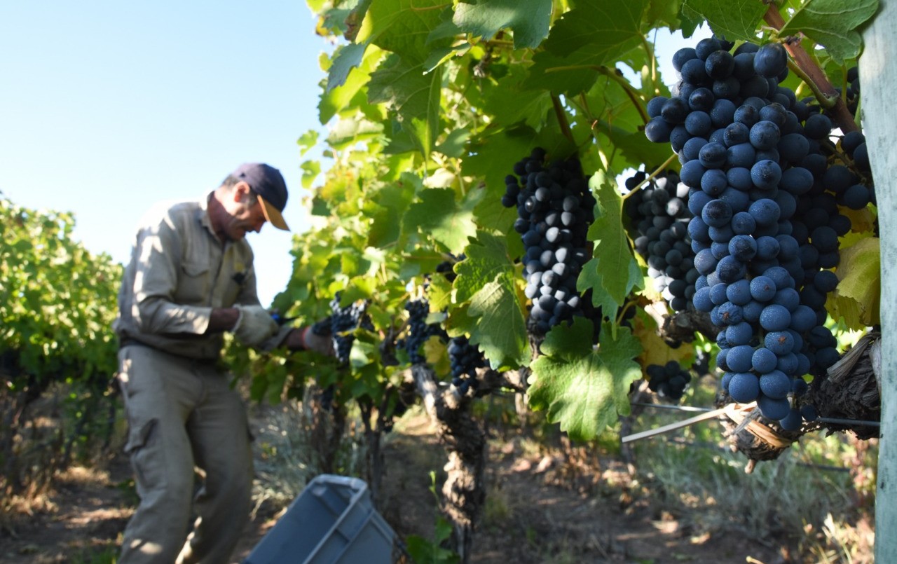 Crece la producción y consumo de Malbec, y se afianza en el mercado internacional | Información General