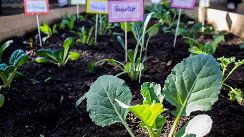 Universitarios de San Luis arman huertas comunitarias para que vecinos tengan alimentos saludables | Información General