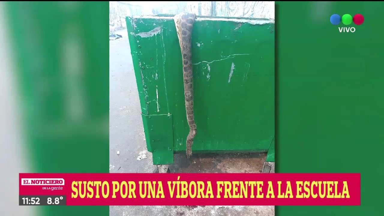 Encontraron una víbora frente a una escuela de barrio Ludueña | Rosario y la región