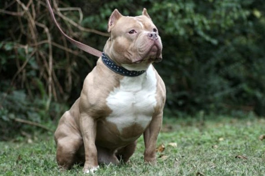 Terrorífico: un hombre alimentaba a su pitbull con otros perros | Información General