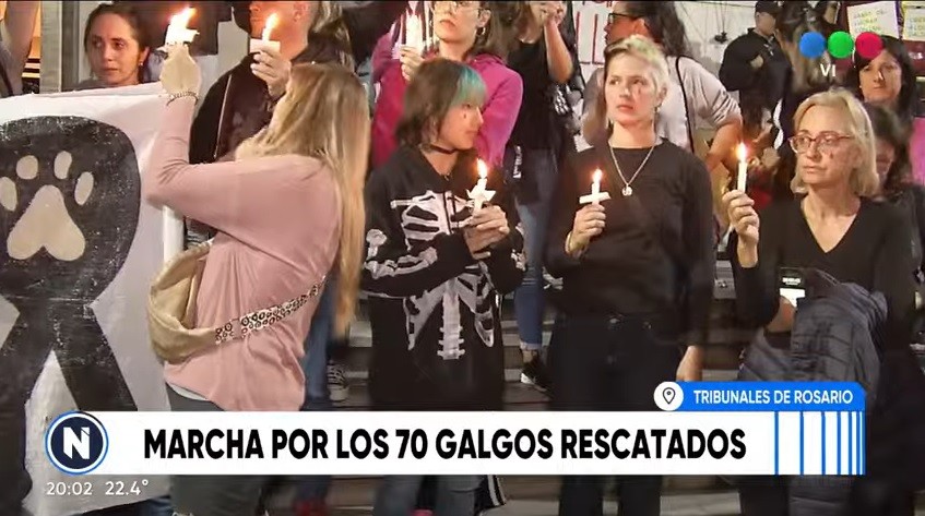 Marcha por los 70 galgos rescatados de carreras clandestinas | Rosario y la región