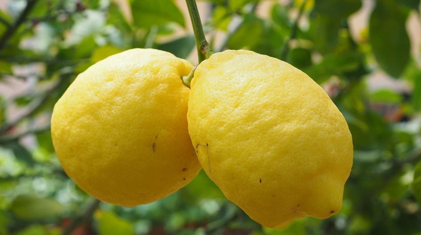 La lechuga y el limón, los productos que más aumento tuvieron en 2022 | Política y Economía