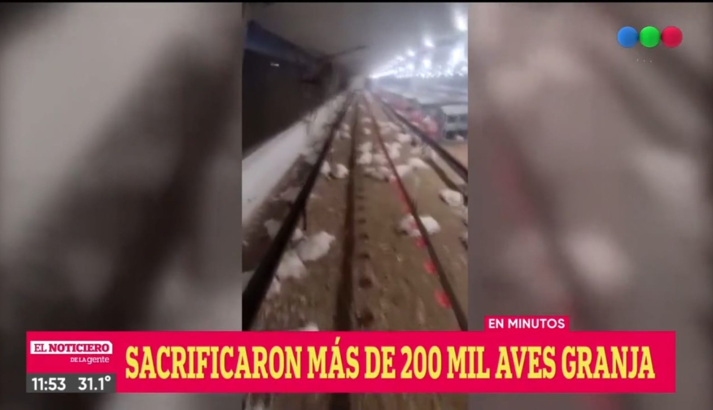 Gripe aviar: murieron más de 20 mil gallinas en una granja de Mar del Plata | Información General