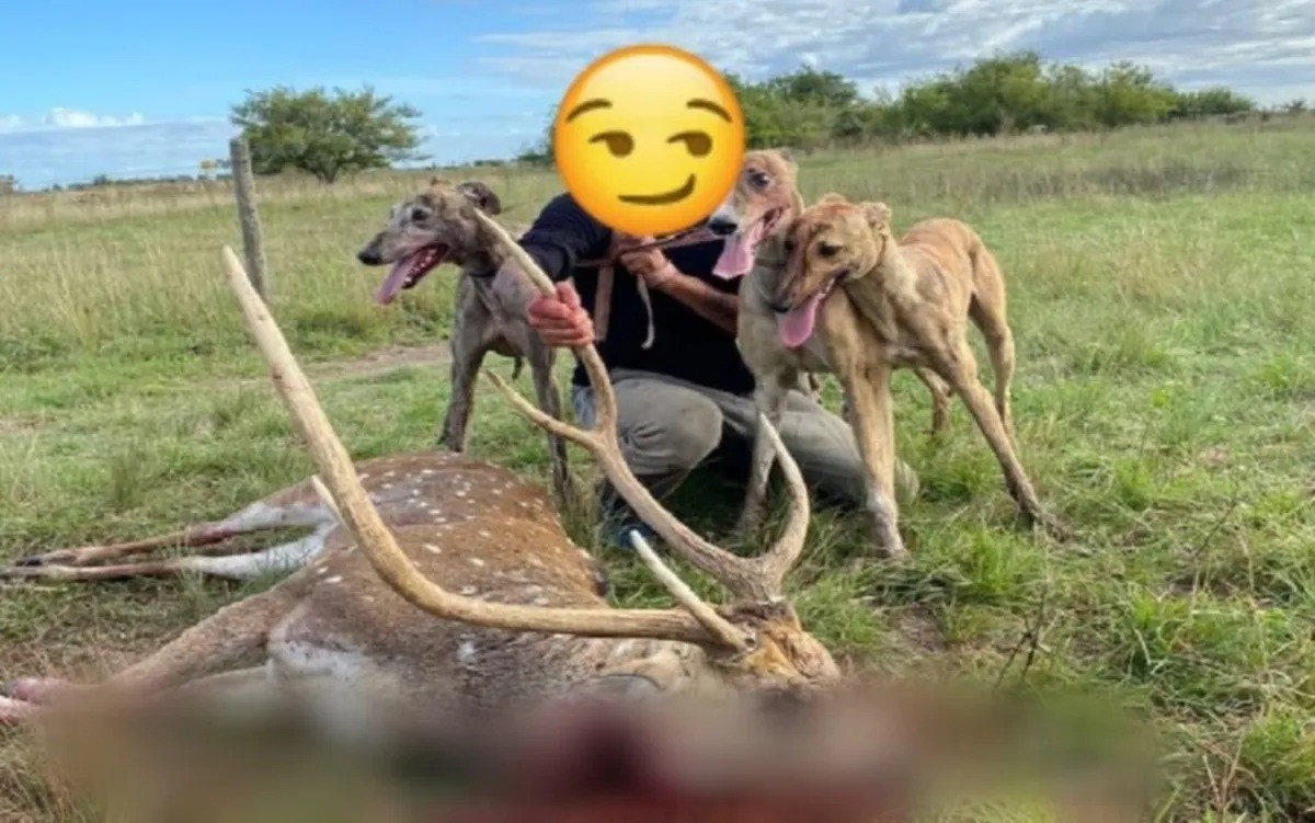 Cayó el “descuartizador de ciervos” que ocultaba su identidad con emojis | Rosario y la región