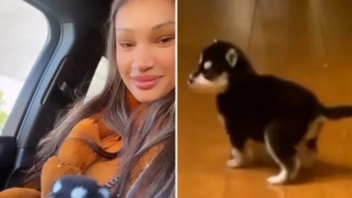 Video: compró un perrito de raza y cuando creció, su dueña descubrió que había sido engañada | Información General