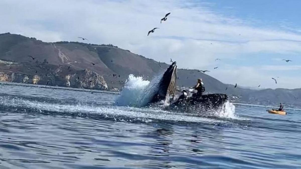 Video impactante: una ballena se tragó a dos turistas y los escupió | Información General