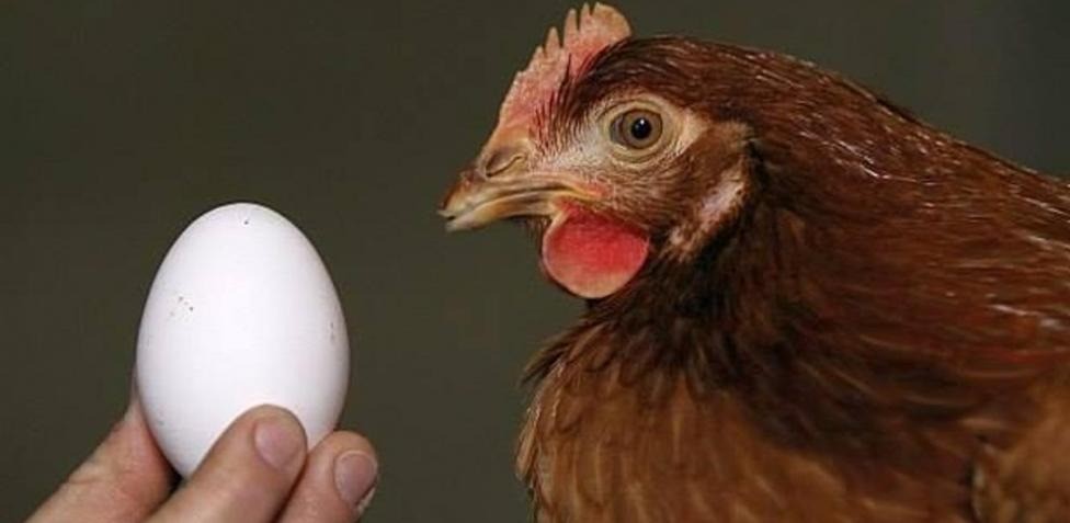 Una inteligencia artificial le puso fin a uno de los mayores misterios de la humanidad: ¿El huevo o la gallina? | Información General