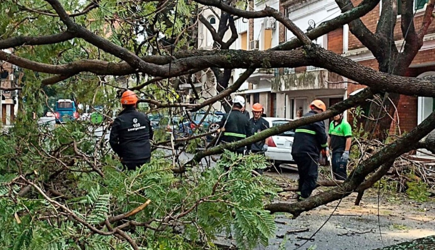Triplicaron las multas para quienes dañen el arbolado público | Rosario y la región