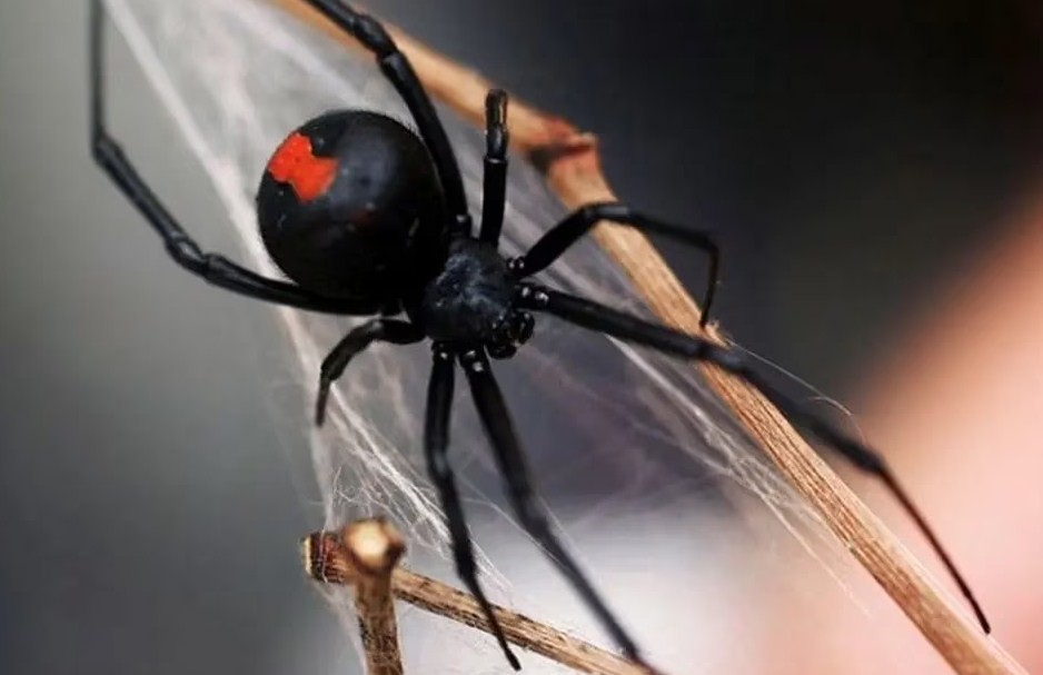 Niño de 8 años se hizo picar por una araña para “convertirse” en Spiderman y casi muere | Internacionales