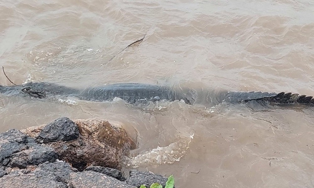 Sorprendente aparición de un yacaré en la costanera de San Lorenzo | Rosario y la región