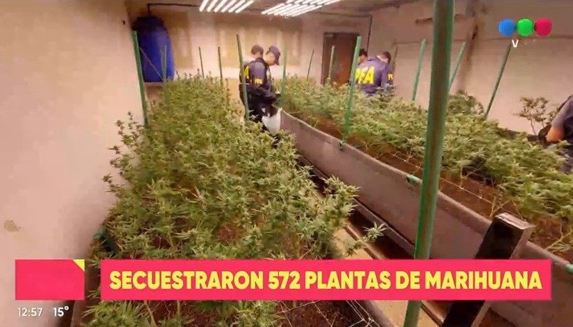 Secuestraron 572 plantas de marihuana durante un allanamiento en República de la Sexta | Rosario y la región