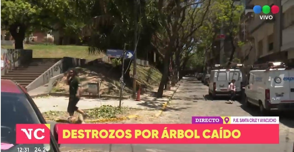 Un árbol cayó sobre un auto y el dueño no aparece | Rosario y la región