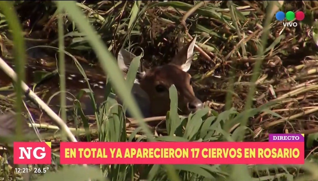 Más ciervos en la ciudad: hoy rescataron dos en el Club Mitre y uno en Roca y Brown | Rosario y la región
