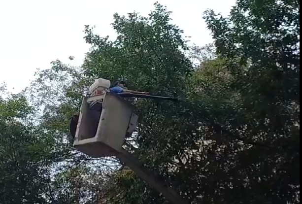 Aplican repelentes en árboles para espantar a los estorninos | Rosario y la región