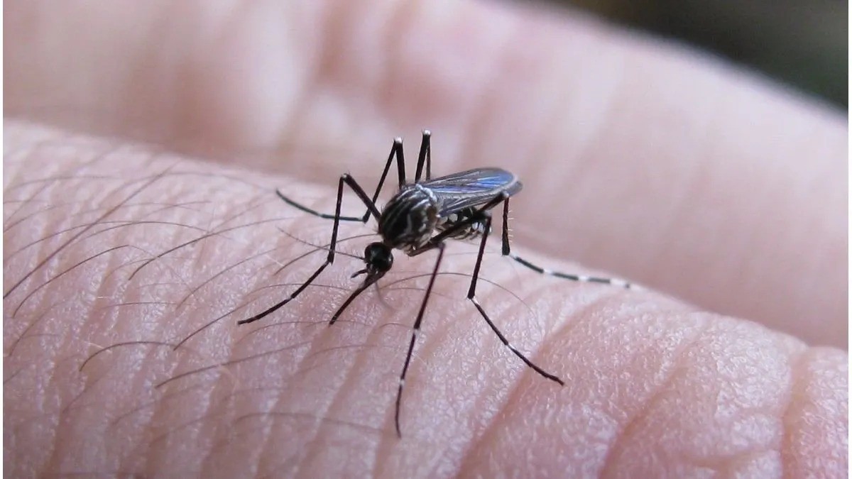 Dengue: en Rosario hay 9.791 personas con la enfermedad | Rosario y la región