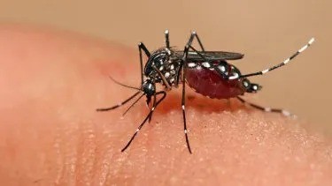 Dengue: más de 25 mil casos confirmados y 12 fallecidos en Santa Fe | Información General