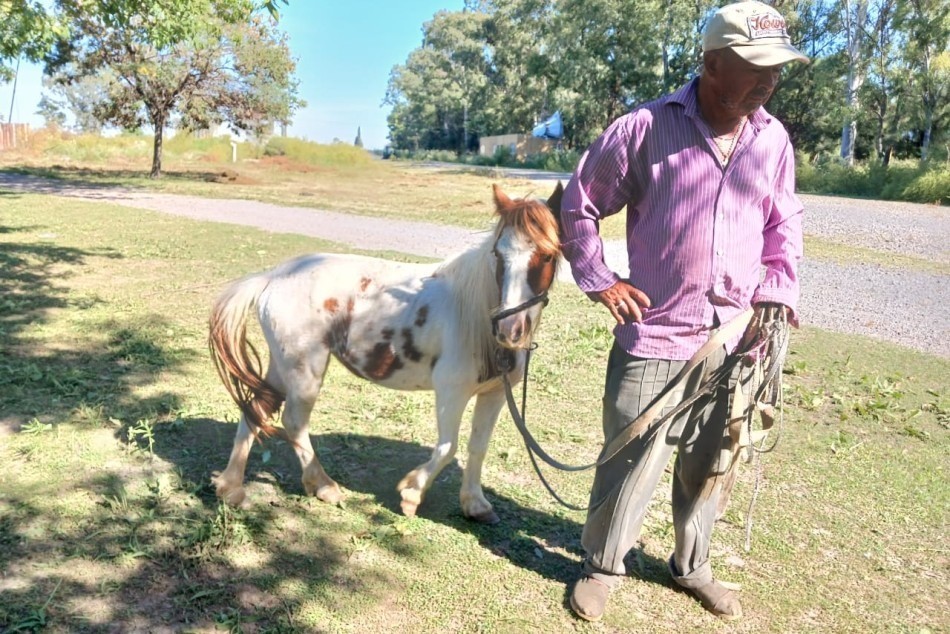 El municipio dio en adopción dos caballos rescatados de la vía pública | Rosario y la región