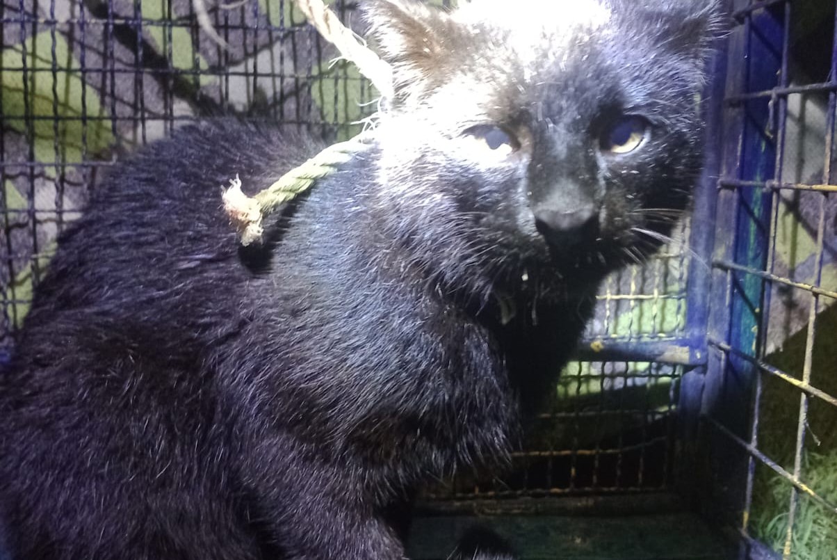 Rescataron un puma en Arroyo Seco | Rosario y la región