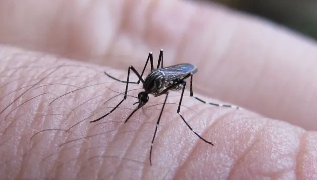 Dengue: se registra un descenso en los casos en la provincia | Rosario y la región