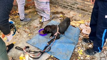 Rescataron un perro herido en zona norte y podría tratarse de un caso de maltrato | Rosario y la región
