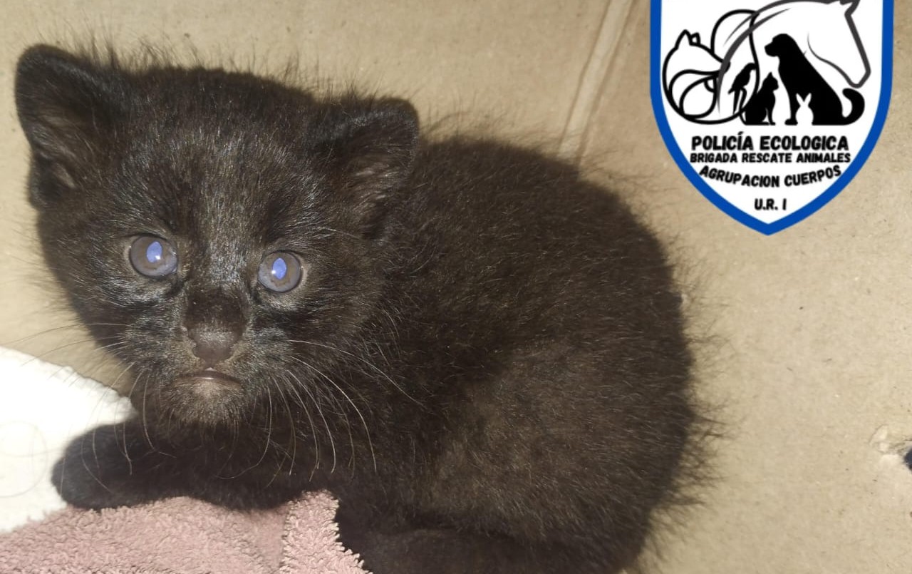 Rescataron un gato montés en Coronda y fue trasladado a la Granja La Esmeralda | Información General